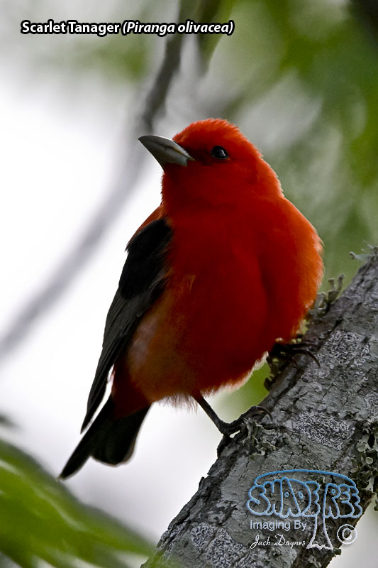 Scarlet Tanager - Piranga olivacea