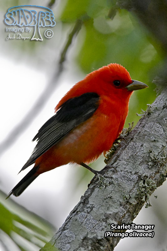 Scarlet Tanager - Piranga olivacea