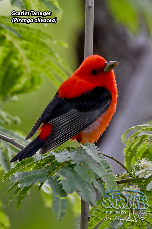 Scarlet Tanager - Piranga olivacea