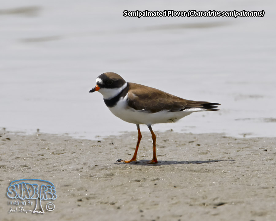 Semipalmated Plover - Charadrius semipalmatus