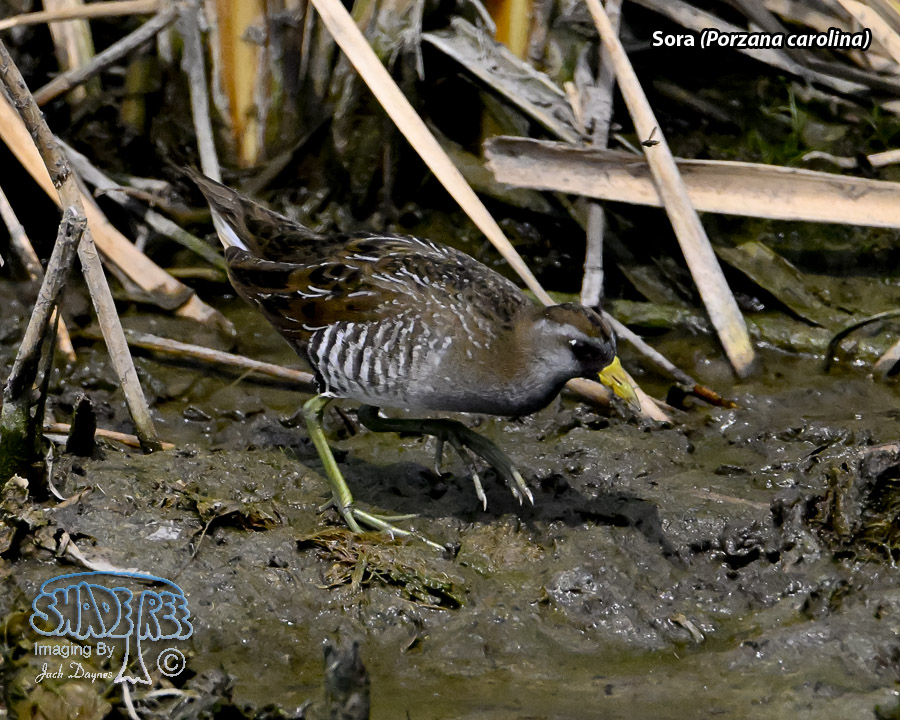 Sora - Porzana carolina