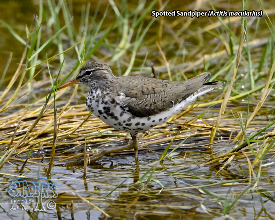 Spotted Sandpiper - Actitis macularius