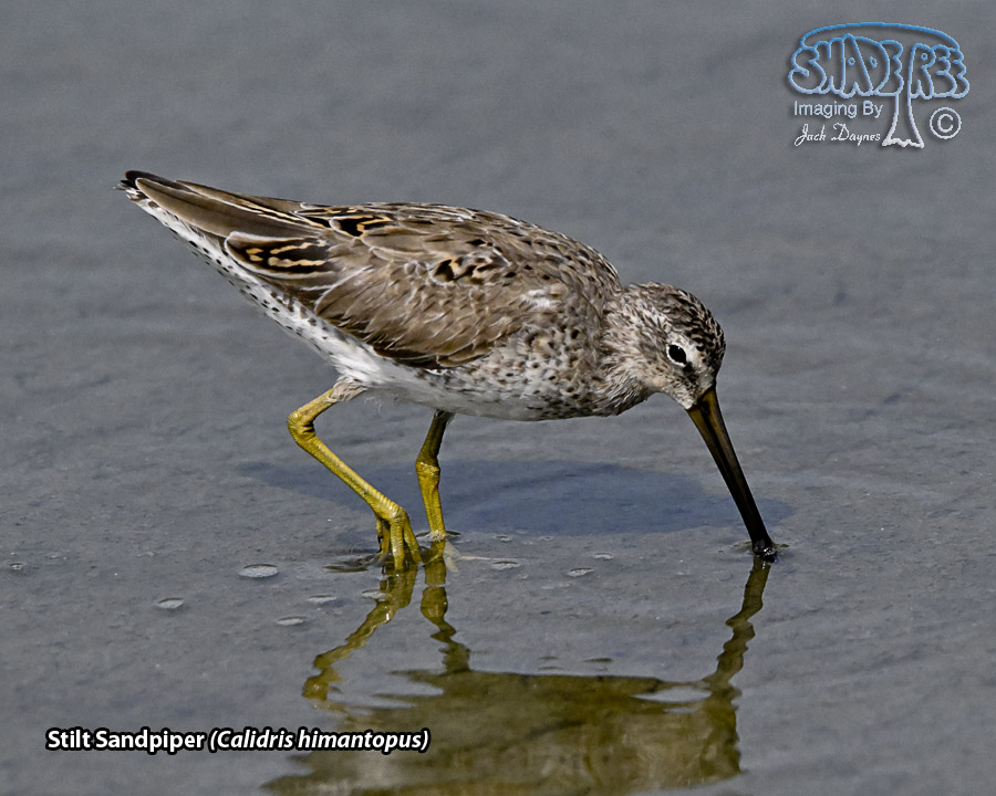 Stilt Sandpiper - Calidris himantopus