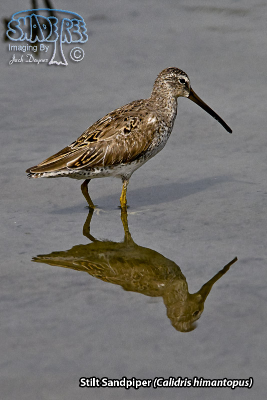 Stilt Sandpiper - Calidris himantopus