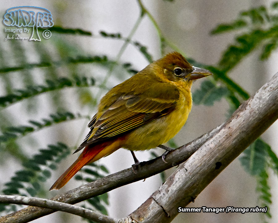 Summer Tanager - Piranga rubra