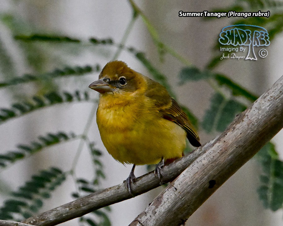 Summer Tanager - Piranga rubra
