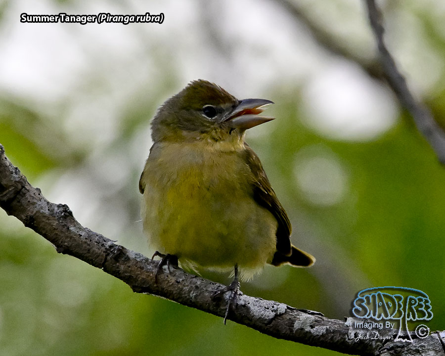 Summer Tanager - Piranga rubra