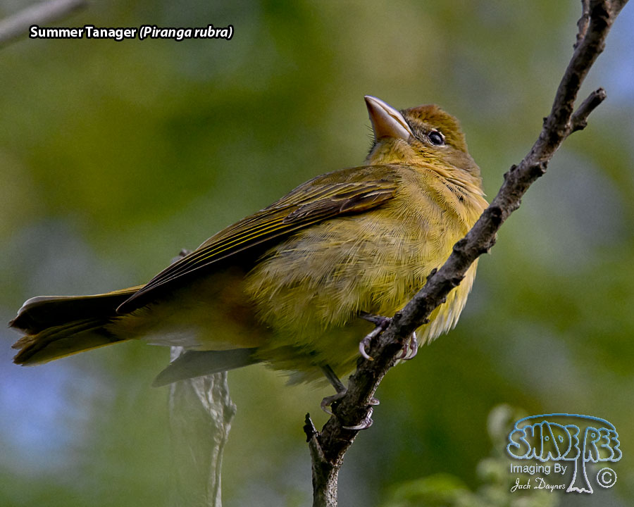 Summer Tanager - Piranga rubra