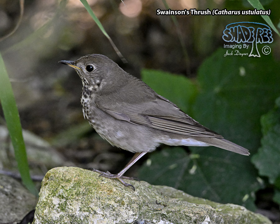 Swainson's Thrush - Catharus ustulatus