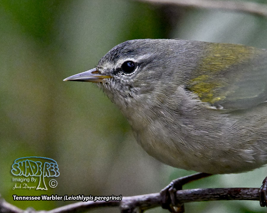 Tennessee Warbler - Leiothlypis peregrina