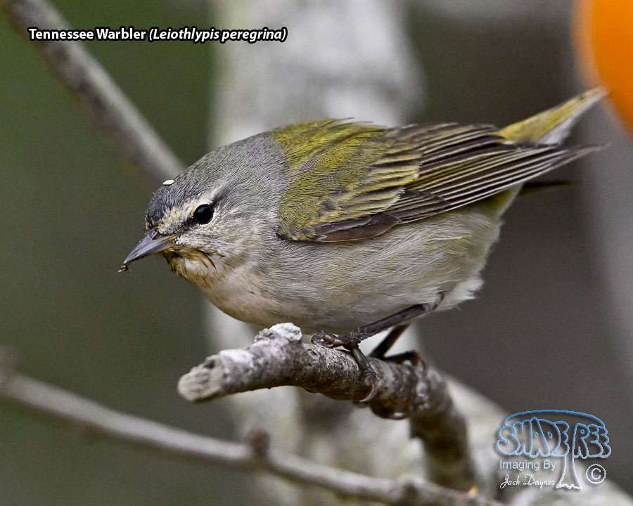 Tennessee Warbler - Leiothlypis peregrina