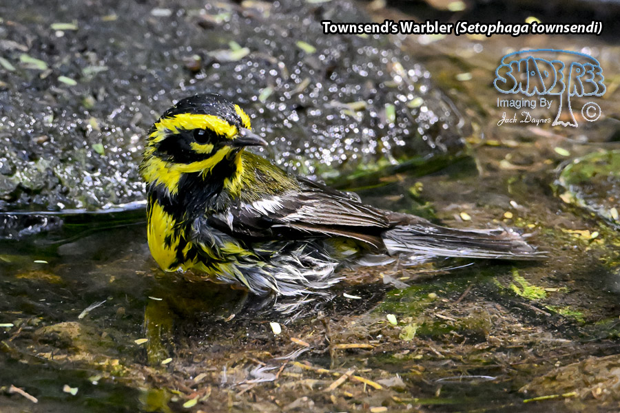 Townsend's Warbler - Setophaga townsendi