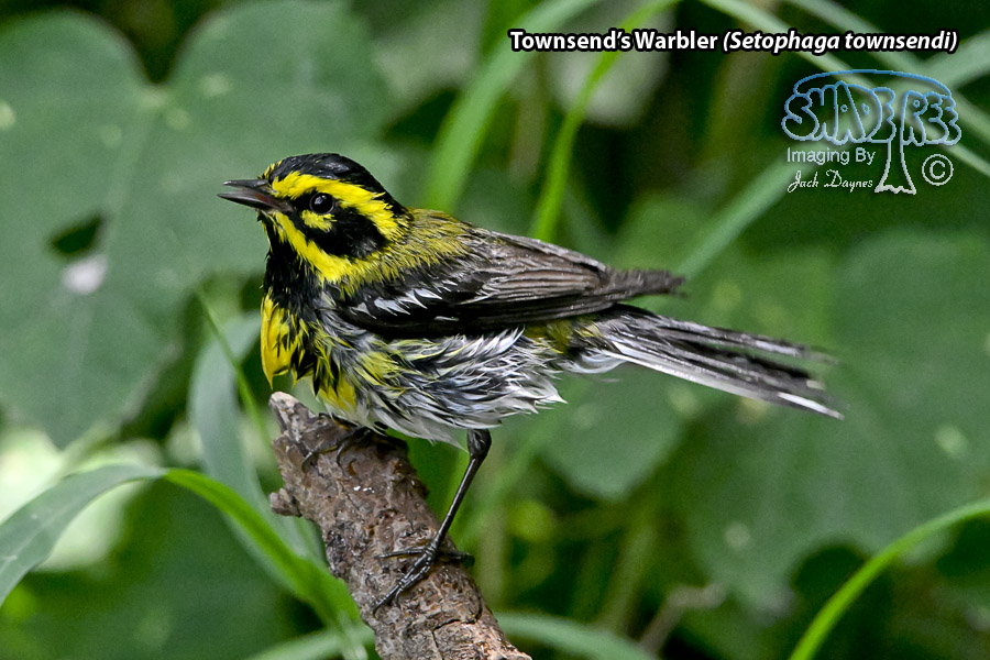 Townsend's Warbler - Setophaga townsendi