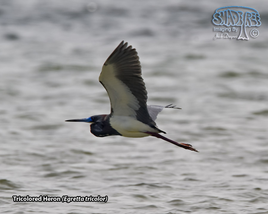 Tricolored Heron - Egretta tricolor