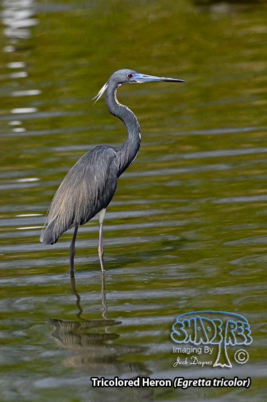 Tricolored Heron - Egretta tricolor