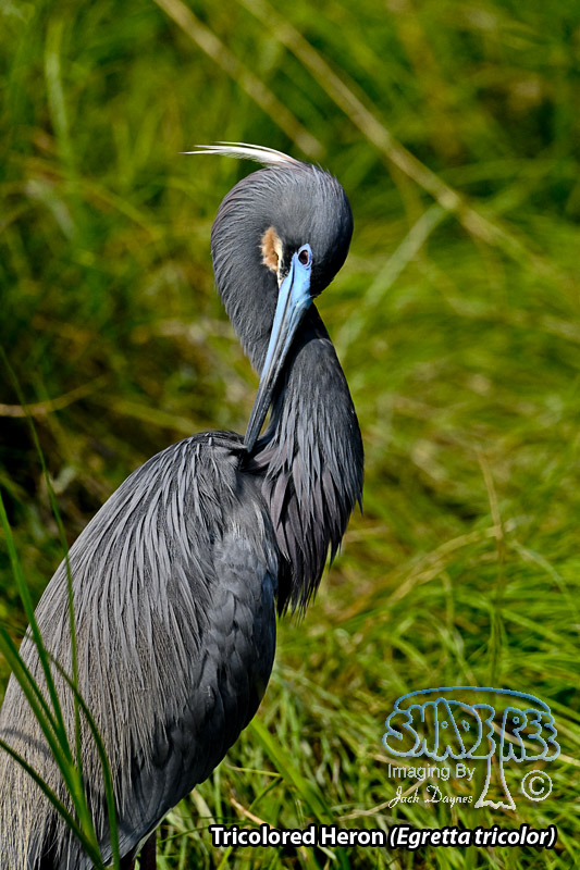 Tricolored Heron - Egretta tricolor