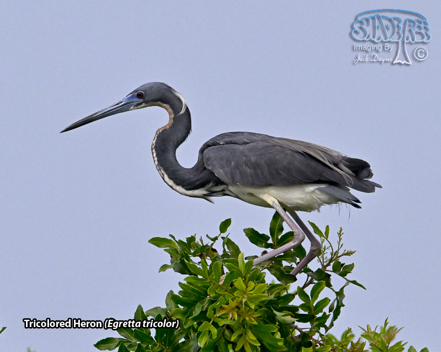 Tricolored Heron - Egretta tricolor