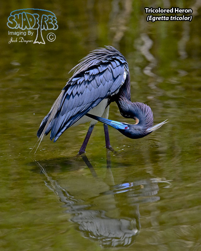 Tricolored Heron - Egretta tricolor