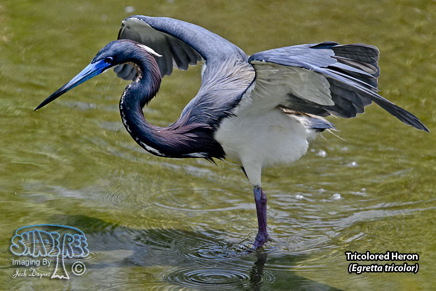 Tricolored Heron - Egretta tricolor