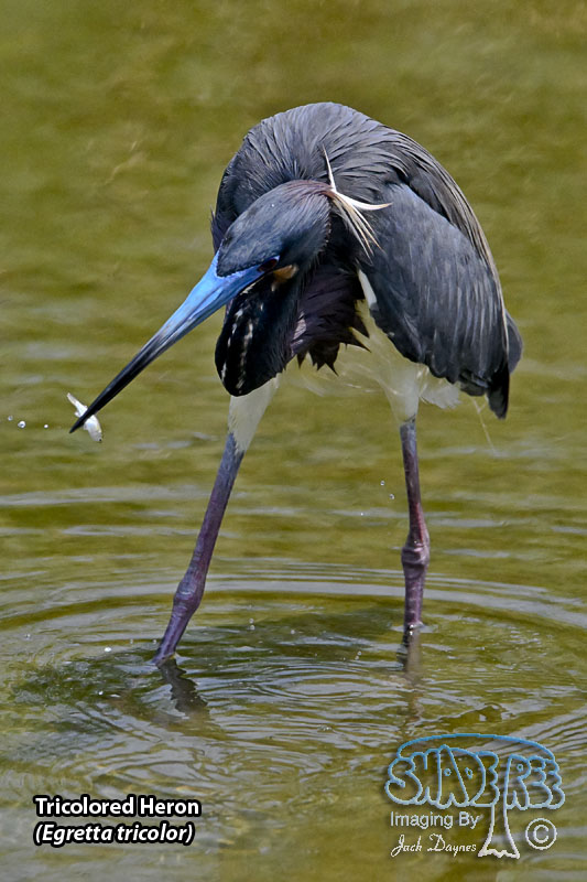 Tricolored Heron - Egretta tricolor