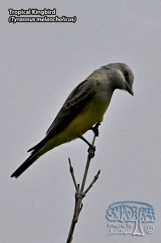 Tropical Kingbird - Tyrannus melancholicus