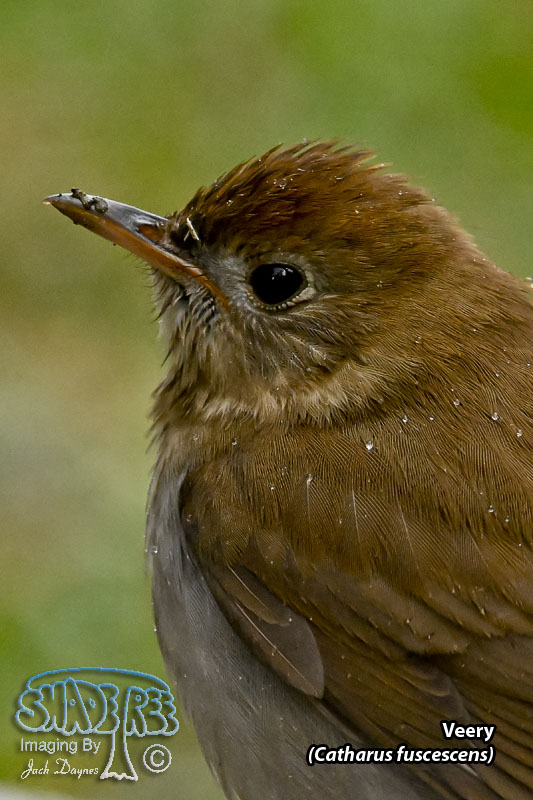 Veery - Catharus fuscescens