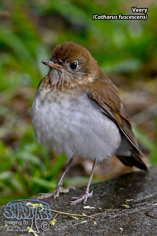 Veery - Catharus fuscescens