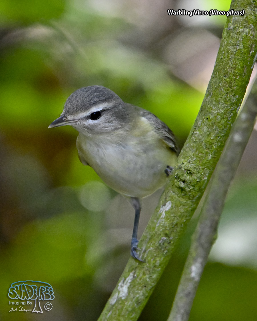 Warbling Vireo - Vireo gilvus