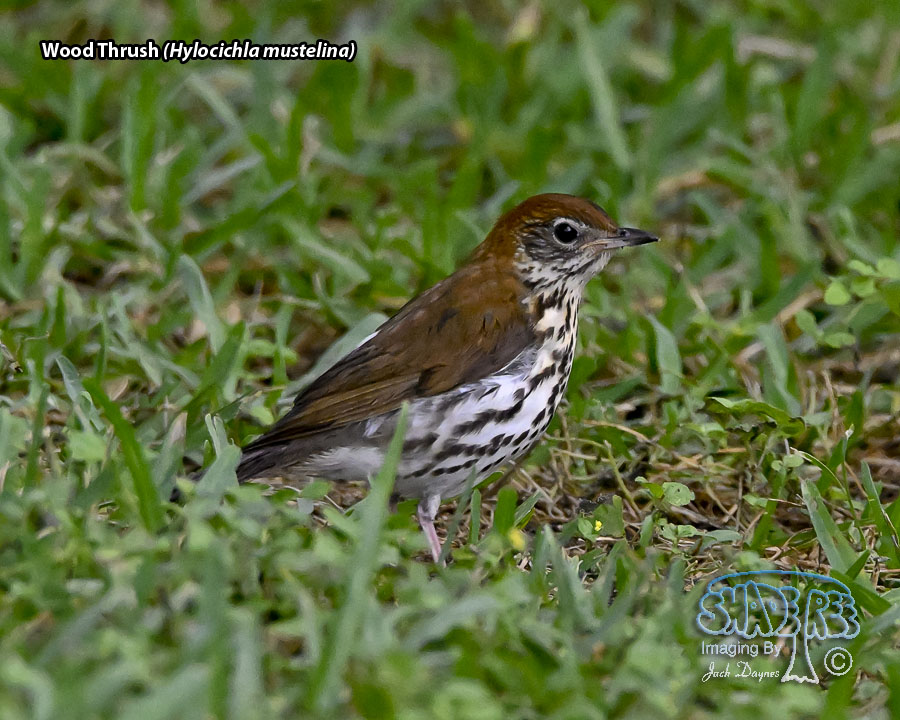 Wood Thrush - Hylocichla mustelina