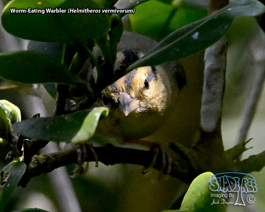 Worm-Eating Warbler - Helmitheros vermivorum