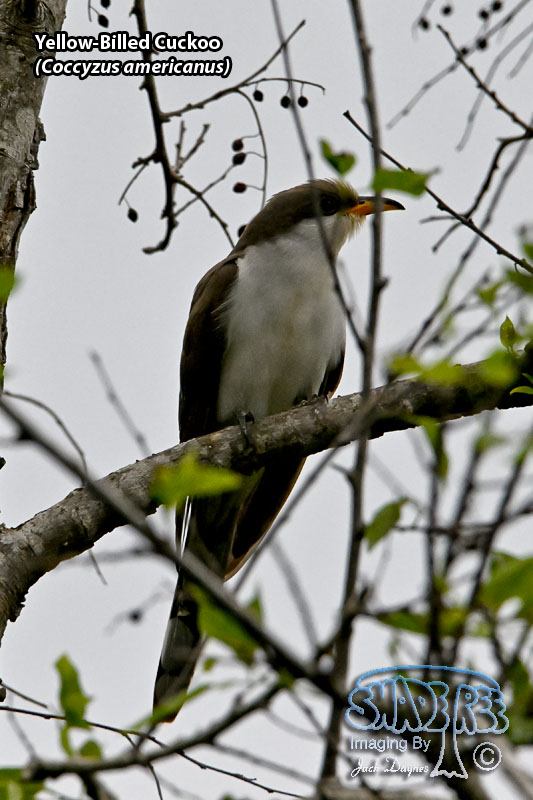 Yellow-Billed Cuckoo - Coccyzus americanus