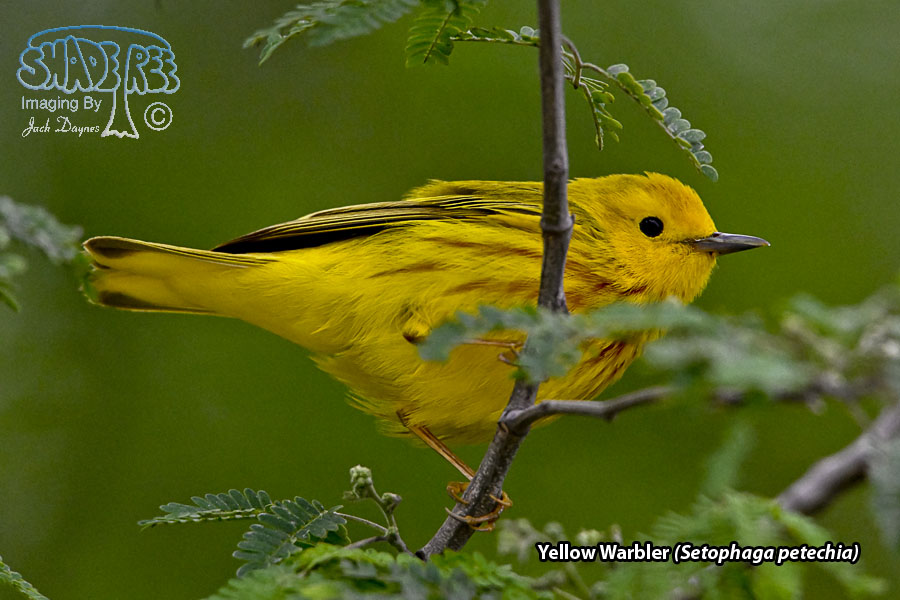 Yellow Warbler - Setophaga petechia