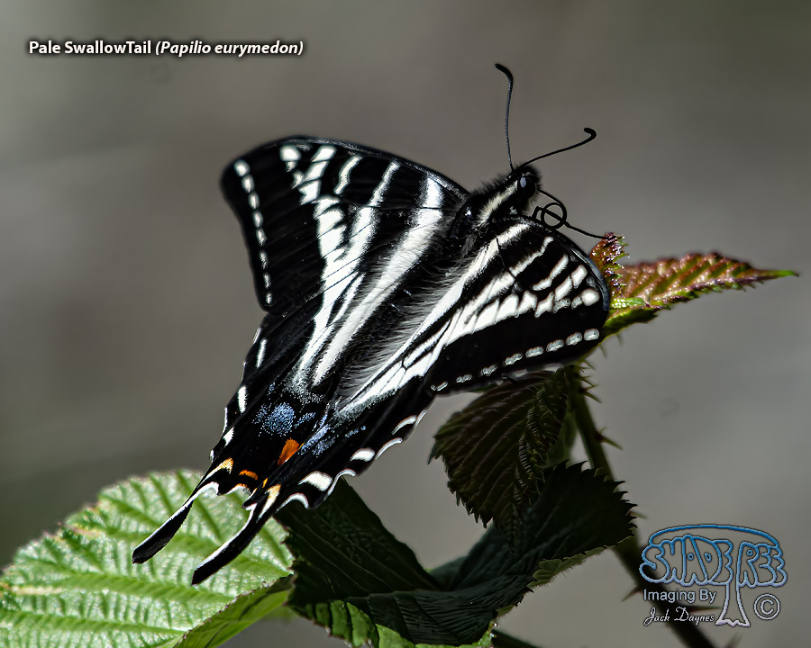 Pale SwallowTail - Papilio eurymedon