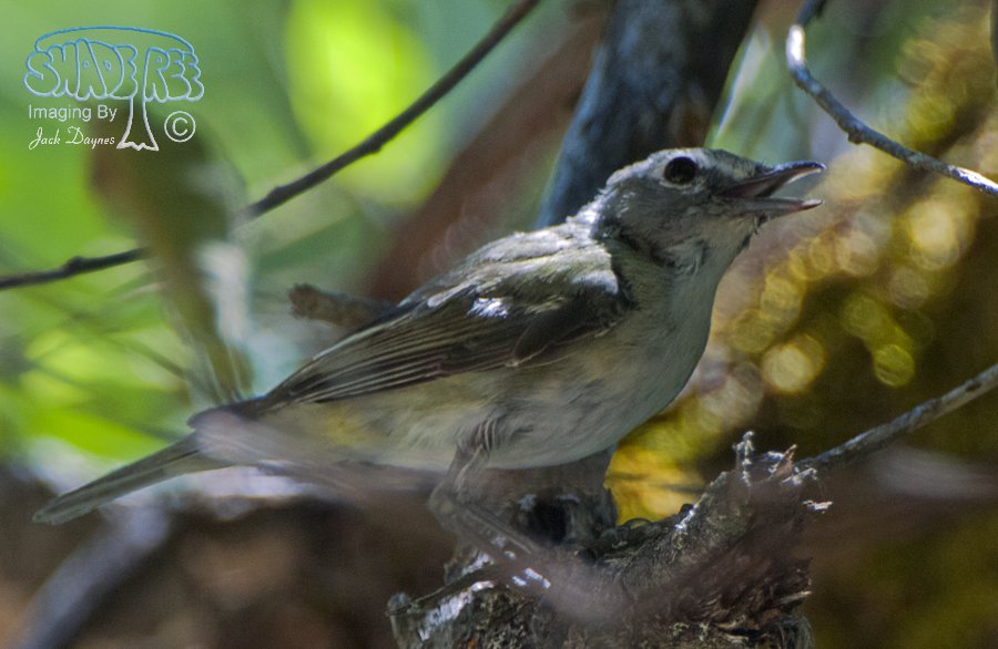 Cassin's Vireo - Vireo cassinii