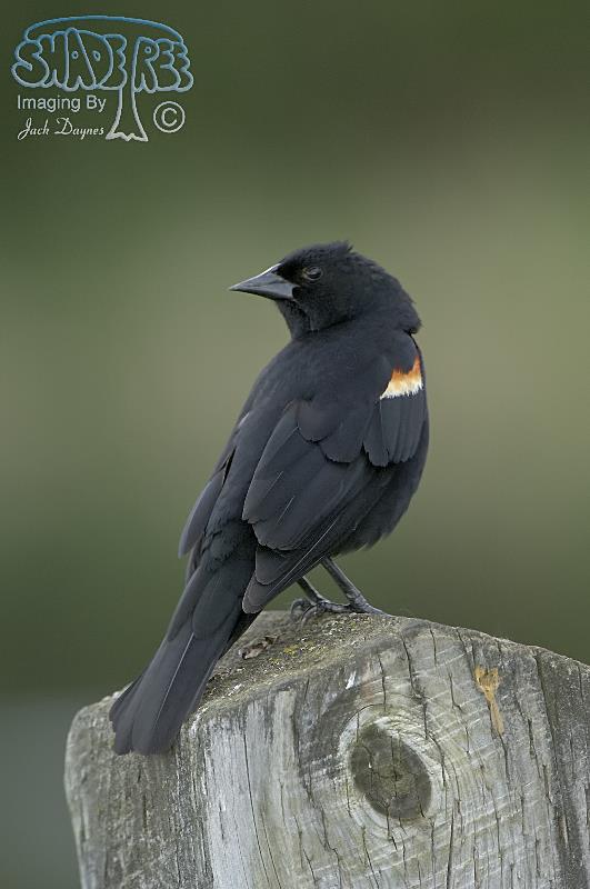 Red-Winged Blackbird - Agelaius phoeniceus