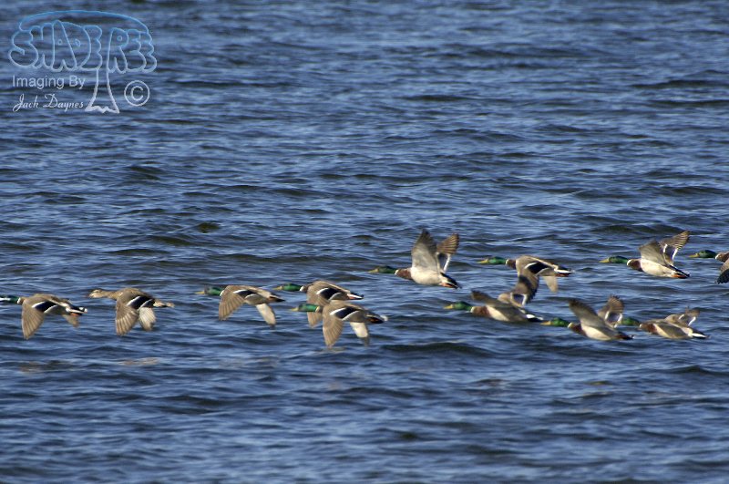 Mallard - Anas platyrhynchos