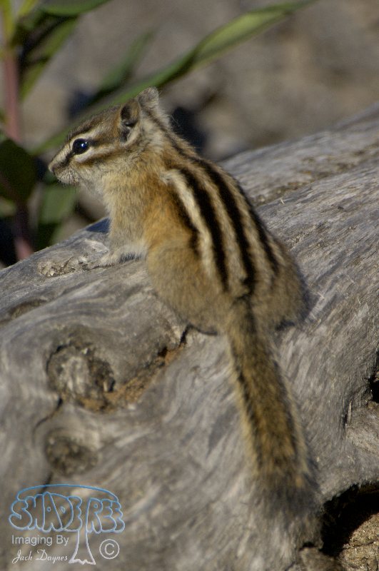 Least Chipmunk - Tamias minimus