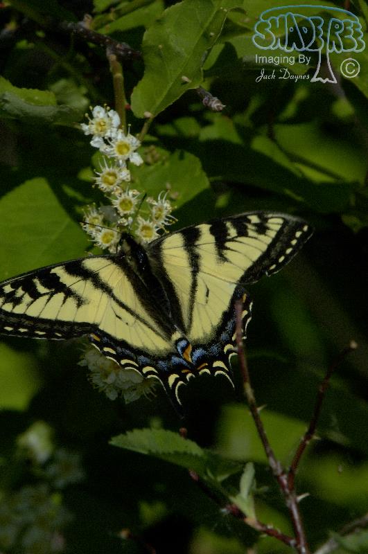 Canadian Tiger Swallowtail - Papilio canadensis