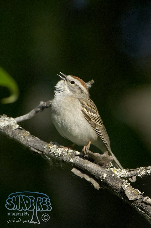 Chipping Sparrow - Spizella passerina