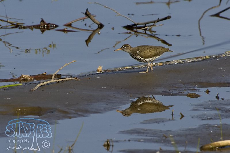Spotted Sandpiper - Actitis macularius