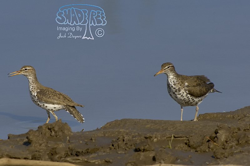 Spotted Sandpiper - Actitis macularius