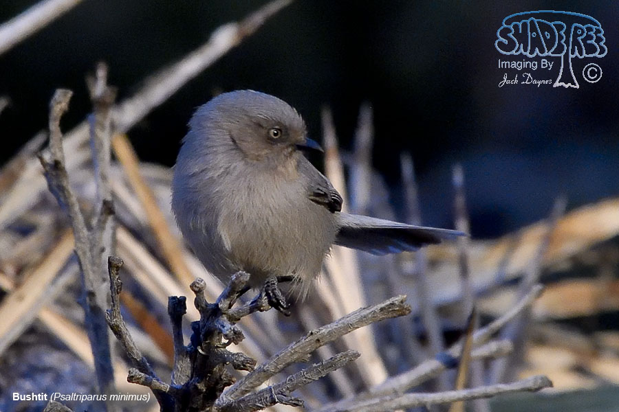 Bushtit - Psaltriparus minimus