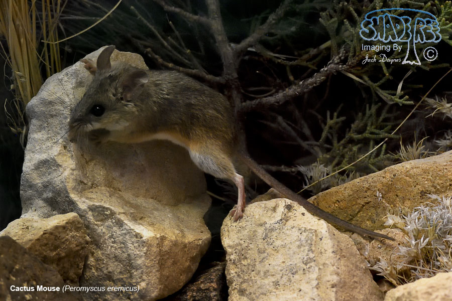Cactus Mouse - Peromyscus eremicus