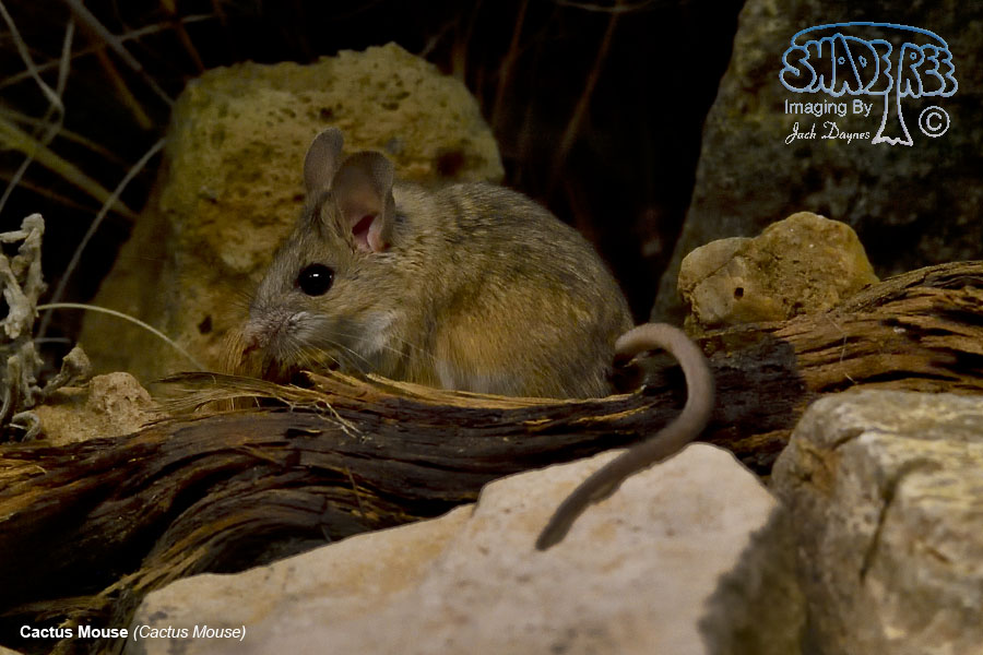 Cactus Mouse - Peromyscus eremicus