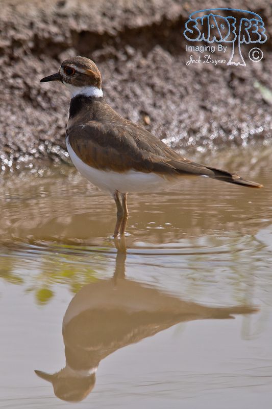 Killdeer - Charadrius vociferus