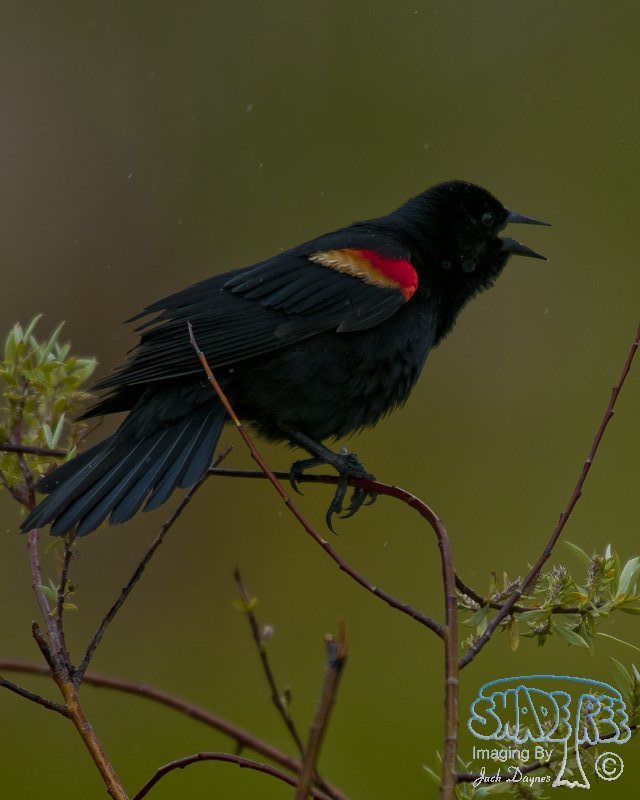Red-Winged Blackbird - Agelaius phoeniceus