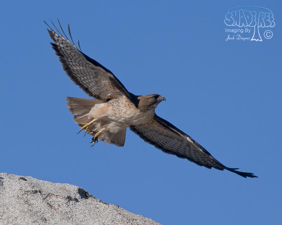 Red-Tailed Hawk - Buteo jamaicensis