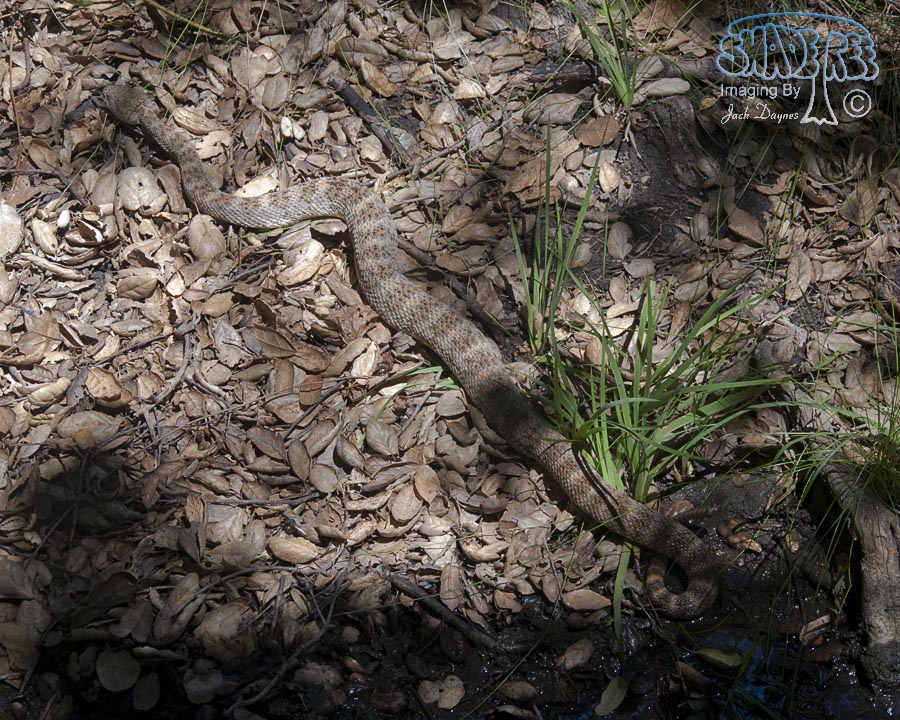 Speckled Rattlesnake - Crotalus mitchellii