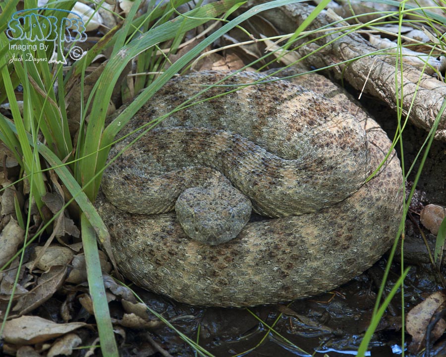 Speckled Rattlesnake - Crotalus mitchellii