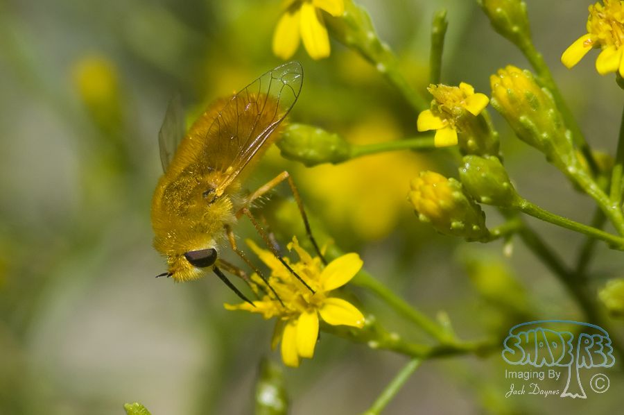 Lordotus Bee Fly - Lordotus sp.